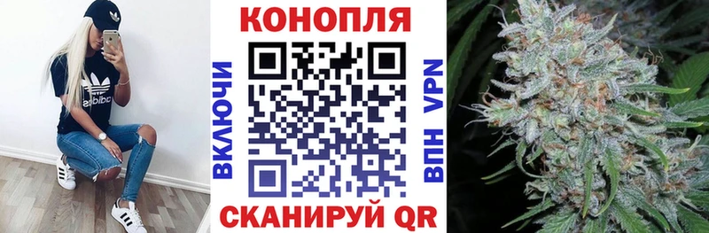 Купить где  Тайга  Бошки Шишки семена 